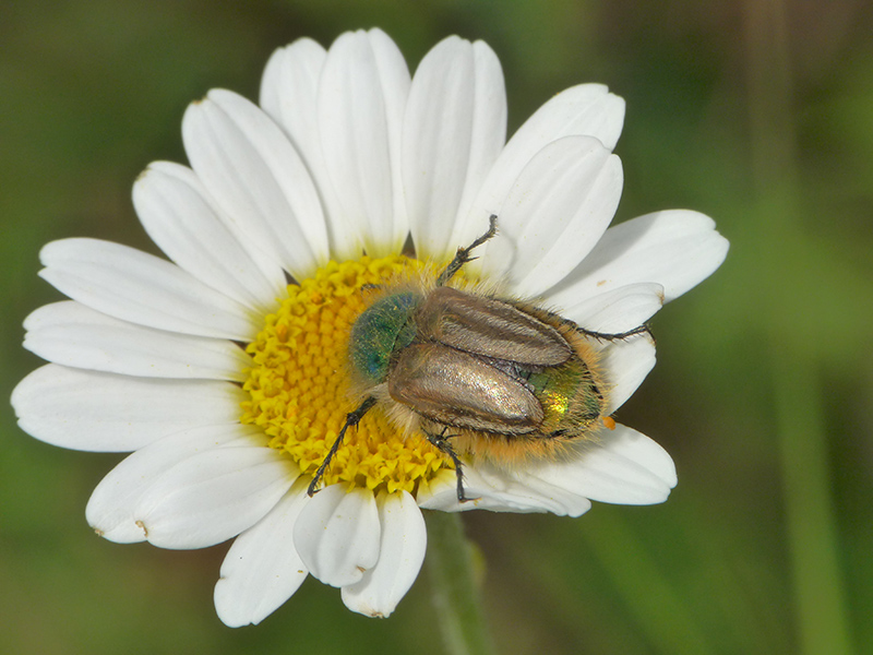 Grecia: Glaphyridae: Eulasia pareyssei